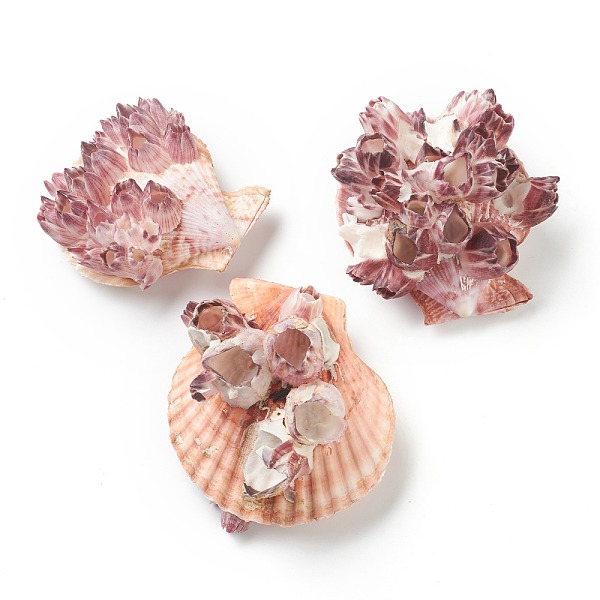 PandaHall Natural Conch Shell Display Decorations, Lotus, Old Rose, 73~90x69~81x37~57mm Shell Shell