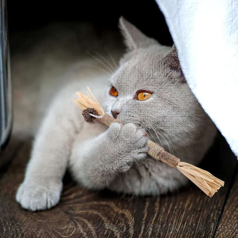 TEMU Cat Chew Toys Toothpaste Teethers Grinding Sticks Wooden Natural Wood Hemp Rope Natural Safe Bite Sticks Teeth Cleaning Non-toxic Eliminate