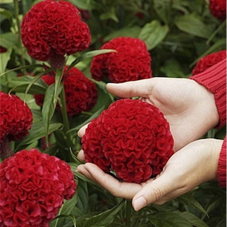 TEMU 20 Mixed Color Celery Hydrangea Flower Seeds, Beautiful Flowers