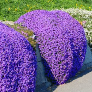 TEMU 122 Pcs. Climbing Lavender Seeds, Perennial Flowers, Gardening Seeds