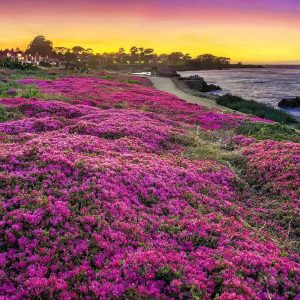 TEMU 200 For Planting Ground Cover Plants Flowers Perennial Thyme Non-gmo Serpyllum Seed