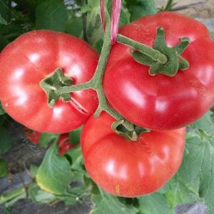 TEMU High Germination Rate 100pcs Tomato Seeds Large Fruit Tomatoes, Ripe Spatula, Large Seeds, Home Garden, Potted Vegetables, Panzhihua Tomatoes