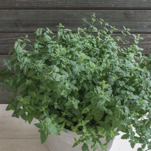 TEMU Mint Peppermint Garden See.ds - 500+ Herbal Tea
