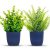 Der Rose 2 Pack Fake Plants Small Artificial Plants in Blue Pots Faux Plants Indoor for Home Room Bathroom Living Room Decor