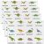 Erosebridal Dinosaur Placemats 12×18 inch Set of 4 Dino Place Mats for Girls,Set of Ancient Dinosaur Table Mats,Jungle Animal Meal Mats for Dining Tab