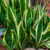 TEMU 100 Plant (sansevieria Trifasciata ), Low-maintenance Indoor Potted Plant, Mother-in-law’s Tongue (sansevieria) Plant