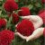 TEMU 20 Mixed Color Celery Hydrangea Flower Seeds, Beautiful Flowers