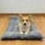 TEMU Dog Supplies, Extra Large And Thick Plush Dog Beds, Dog Houses, Dog Mattresses, Dog Crate Pads, Winter Warm Pet Beds, Pet Houses, Pet Mats, Made