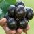 TEMU Giant Grapes -the Largest Grapes Seen (2, 10, 20, 30 Seeds) Fresh Harvested Usa-fast Same Day Shippingd